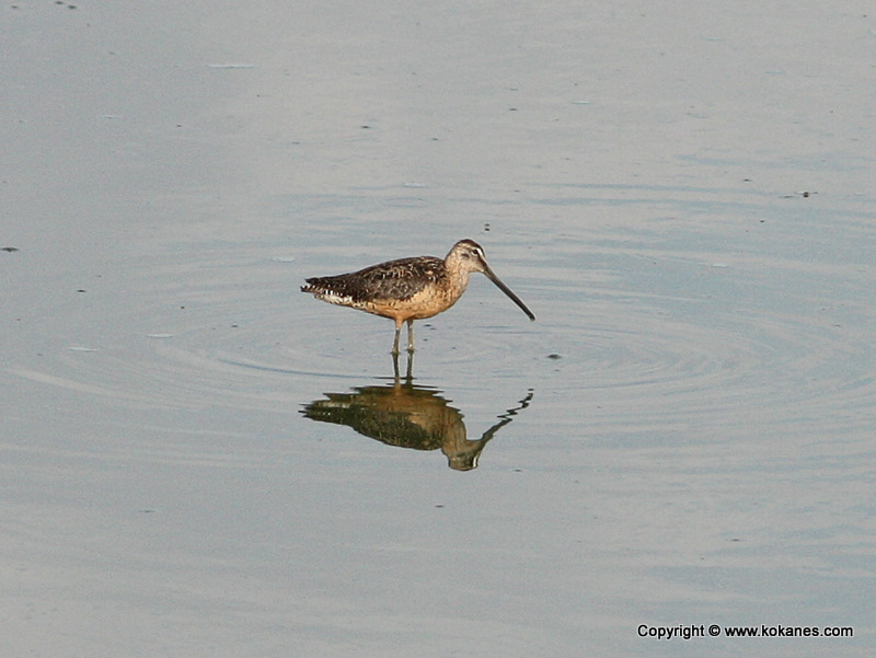 Long-billed Dowitcher